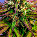 AUTO BLUEBERRY KUSH