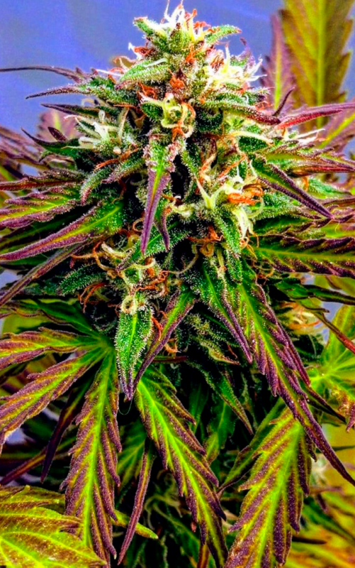 blueberry k