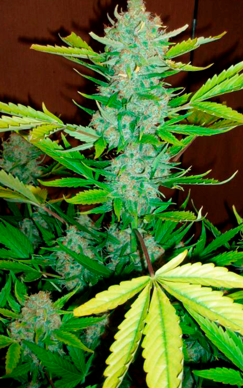blueberry ku