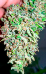 AUTO BLUEBERRY KUSH - Imagen 3