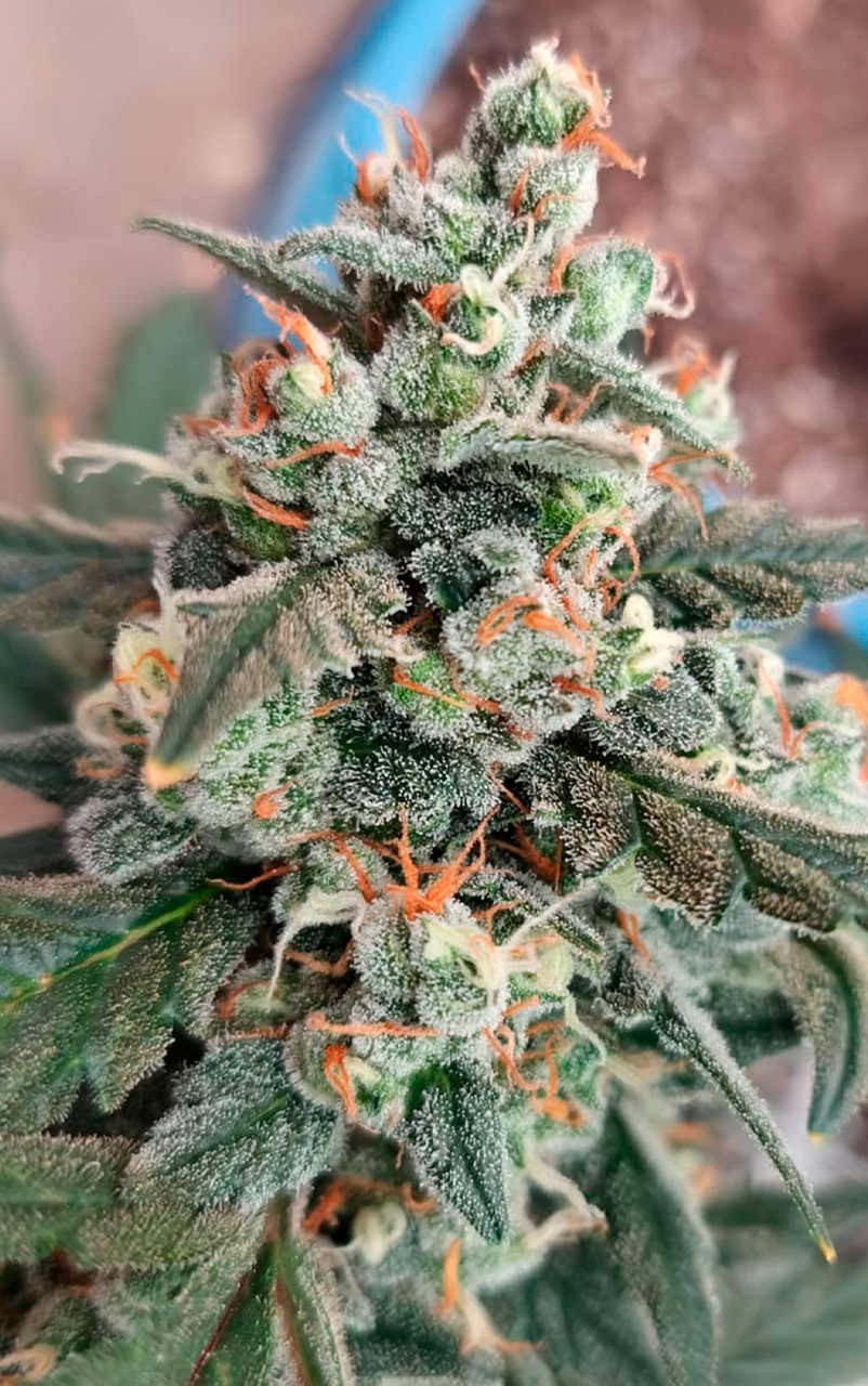 AUTO CREAM COOKIES AUTO CREAM COOKIES - Imagen 1