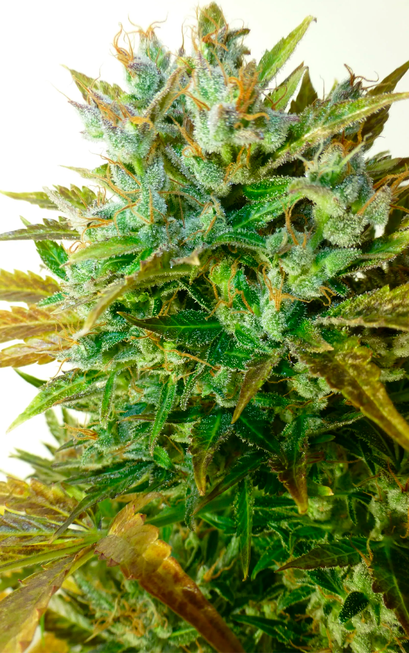 AUTO MAKKA 47 2 AUTO MAKKA 47 - Imagen 1