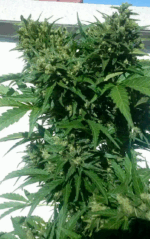 AUTO MAKKA 47 - Imagen 4