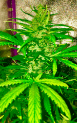 AUTO MAKKA 47 - Imagen 7