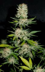 HOUCHIE KOUCHIE KUSH - Imagen 10