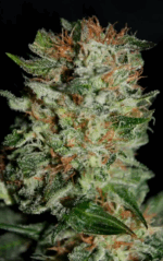 HOUCHIE KOUCHIE KUSH - Imagen 3