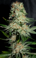 HOUCHIE KOUCHIE KUSH