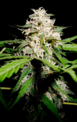 HOUCHIE KOUCHIE KUSH - Imagen 5