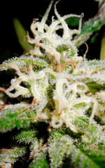 HOUCHIE KOUCHIE KUSH - Imagen 6