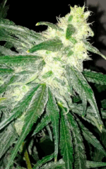 HOUCHIE KOUCHIE KUSH - Imagen 7