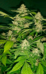 HOUCHIE KOUCHIE KUSH - Imagen 8