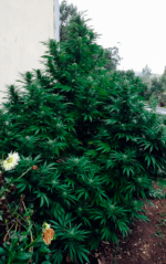 HOUCHIE KOUCHIE KUSH - Imagen 9