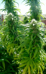 SUPER SKUNK - Imagen 2