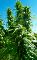 SUPER SKUNK - Imagen 11