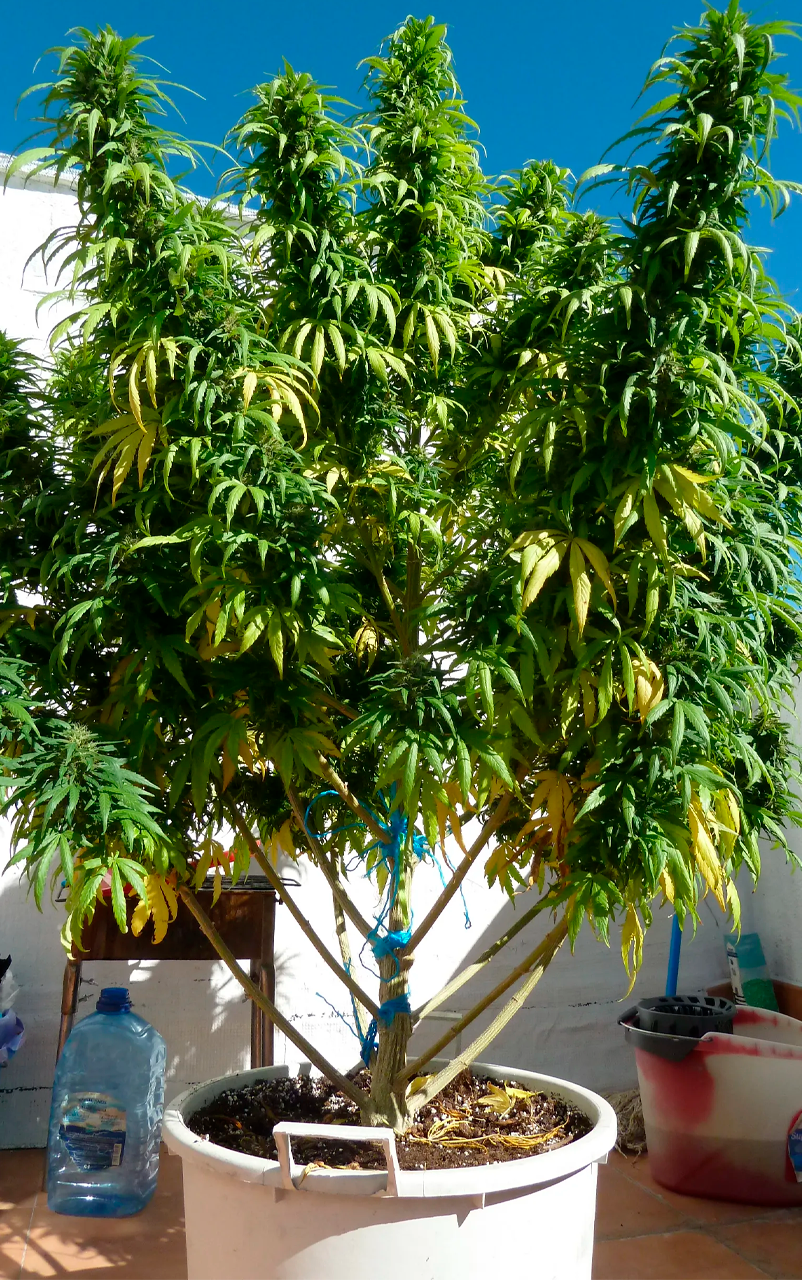 super skunk 2 SUPER SKUNK - Imagen 1