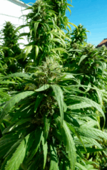 SUPER SKUNK - Imagen 3