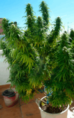 SUPER SKUNK - Imagen 4