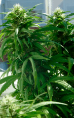 SUPER SKUNK - Imagen 5