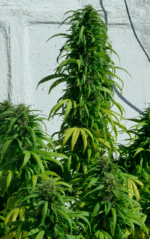 SUPER SKUNK - Imagen 6