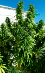 SUPER SKUNK - Imagen 8