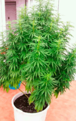 SUPER SKUNK - Imagen 9