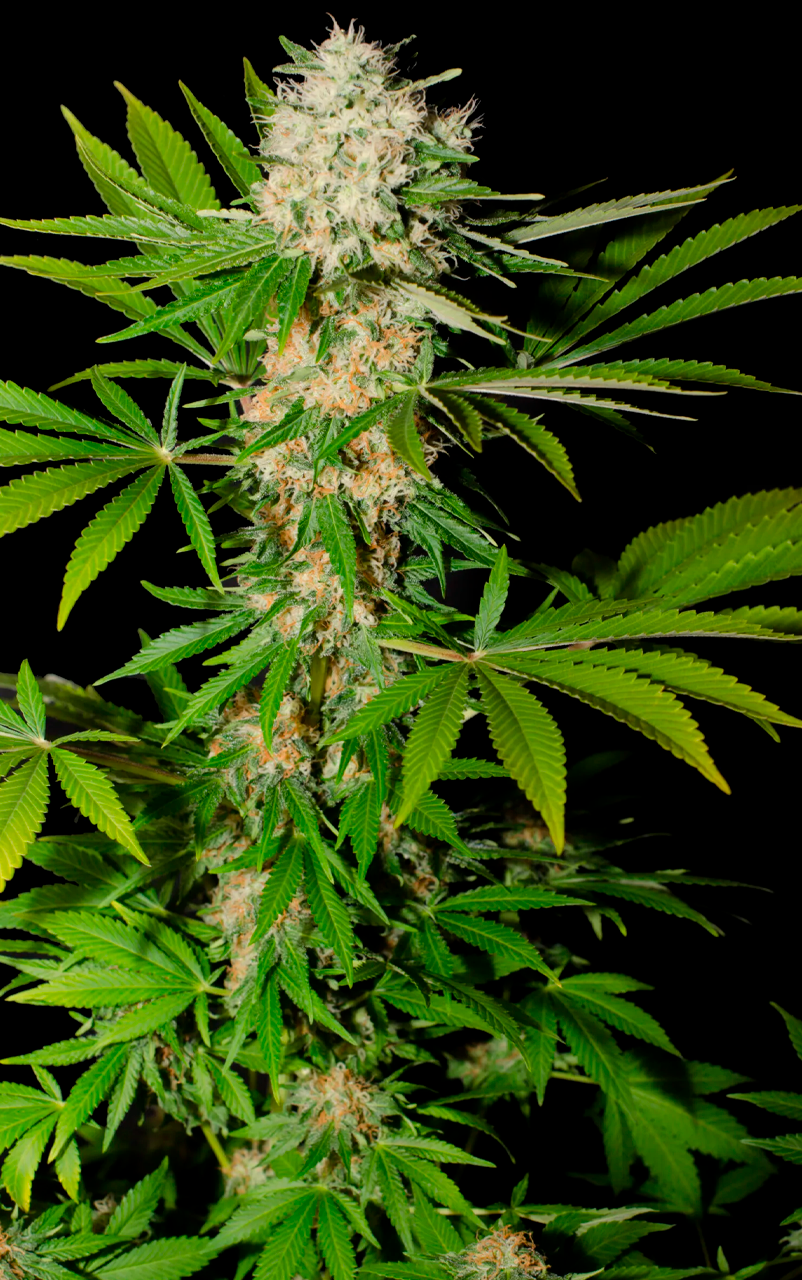 SOMANGO 1