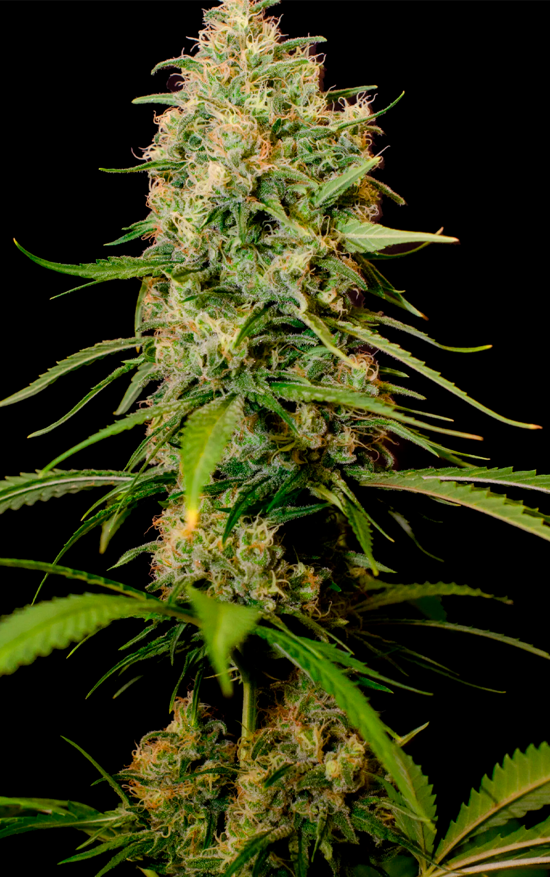 SOMANGO 2