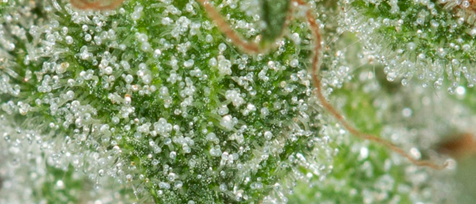 terpenos