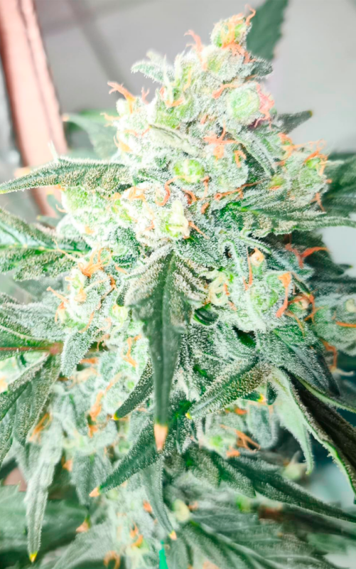 AUTO CREAM COOKIES 1