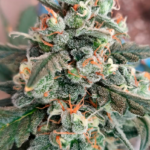 AUTO CREAM COOKIES