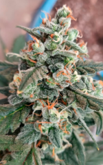 AUTO CREAM COOKIES