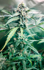 AUTO CREAM COOKIES - Imagen 3