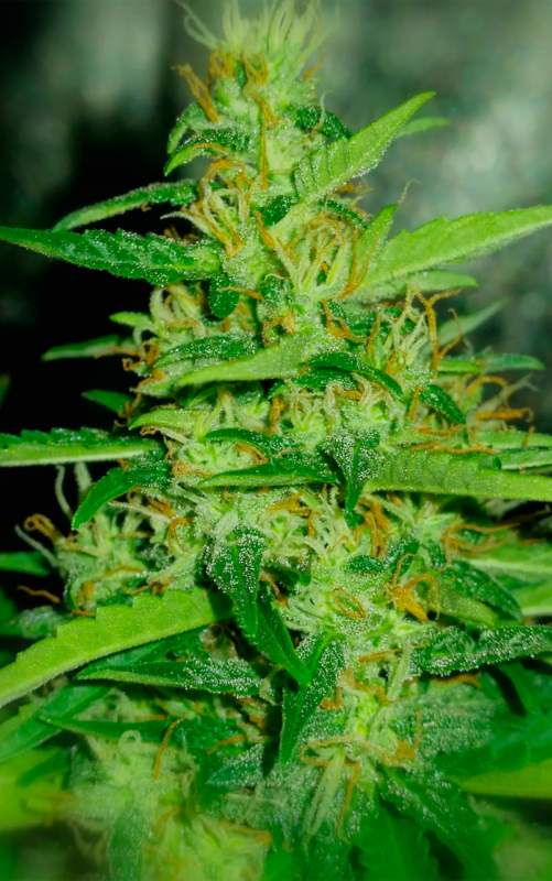 AUTO MAKKA 47 1