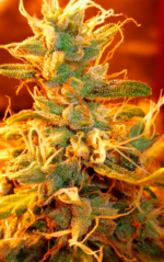 AUTO MAKKA 47 - Imagen 10