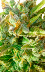 AUTO MAKKA 47 - Imagen 3