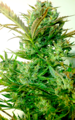 AUTO MAKKA 47 - Imagen 5