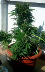 AUTO MAKKA 47 - Imagen 6