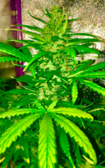 AUTO MAKKA 47 - Imagen 7
