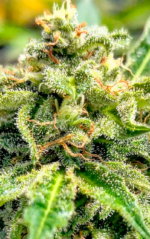 AUTO MAKKA 47 - Imagen 9