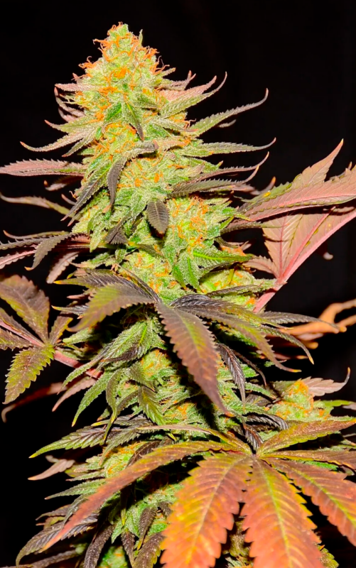 Amnesia 1