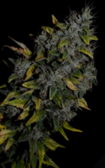 AMNESIA - Imagen 5
