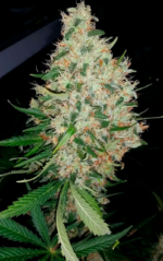 AMNESIA - Imagen 6