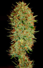 AMNESIA - Imagen 8