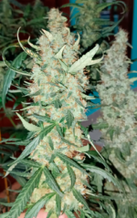 AUTO CBD HAZE - Imagen 3