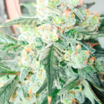 AUTO CBD HAZE