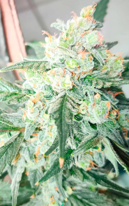 Auto CBD 2