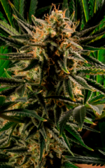 AUTO CBD HAZE - Imagen 2