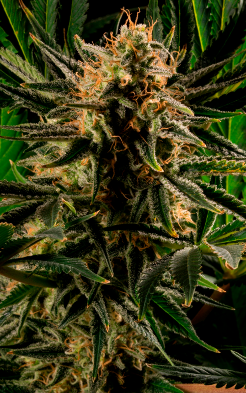 Auto CBD 3