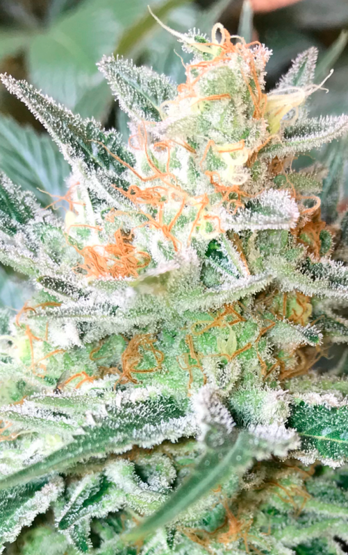 Critical ganja 1