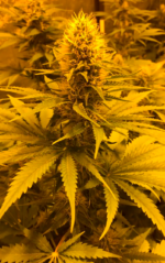 CRITICAL GANJA - Imagen 10